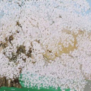 中島千波「三春の瀧桜」の買取作品画像