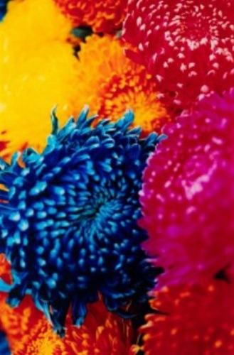 蜷川実花「floating-yesterday」の買取画像